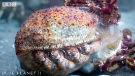 دنیای حیوانات  پوست اندازی ارتش خرچنگ های عنکبوتی  Army Spider Crab