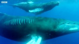 دنیای حیوانات  مبارزه نهنگ کوهان دار مادر نهنگ نر  Humpback Whale Fight