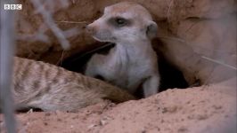 دنیای حیوانات  گرفتار شدن میرکت ها در طوفان خاک  Meerkats Caught in Dust Storm