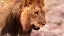 دنیای حیوانات  زندگی سخت شیرها در بیابان  Lions to harshest desert