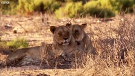 دنیای حیوانات  ردیابی شیرها در بیابان های نامیبیا  Tracking lions in Desert