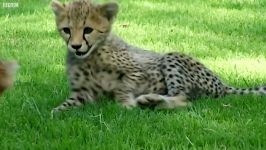 دنیای حیوانات  آموزش شکار به یوزپلنگ های جوان بازی کردن  young Cheetah cubs