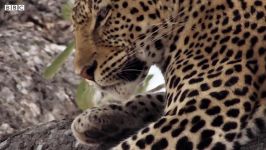 دنیای حیوانات  شکار پلنگ مادر برای توله خود  Leopard Mother Hunts for her Cub