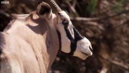 دنیای حیوانات  حمله شیرها به غزال آفریقایی  Lions attack Oryx