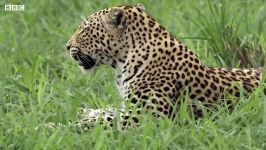 دنیای حیوانات  دعوای پلنگ مادر دختر خود  Leopard Mother Fights her Daughter