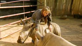 دنیای حیوانات  نجات یافتن بچه کرگدن سفید  Baby White Rhino Set Freedom