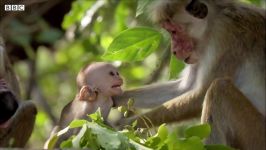 دنیای حیوانات  رفتار عجیب بوزینه های گردن کلفت در گله  Macaque Hierarchy