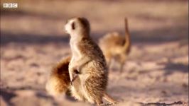 دنیای حیوانات  تبعید میرکت مادر برای دختر نزاییدن  Meerkat Mother Exiles