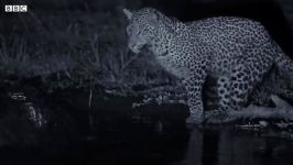 دنیای حیوانات  شکار گربه ماهی در شب توسط خانواده پلنگ  Leopard Family