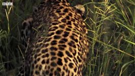 دنیای حیوانات  اولین شکار بزرگ پلنگ جوان  Young Leopard makes first Big Kill