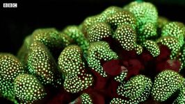دنیای حیوانات  درخشش عجیب مرجان ها در اعماق اقیانوس  Fluorescent Coral Glows