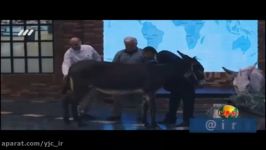 دوشیدن شیر الاغ در برنامه تلویزیونی توسط داور مسابقه