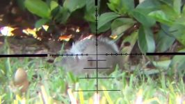 شکار سنجاب تفنگ بادی دوربین دار 177