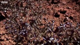 مورچه ها حمله موریانه مورچه ها  دنیای طبیعی حمله مورچه
