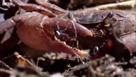 مورچه ها در مقابل خرچنگ  دنیای طبیعی حمله مورچه
