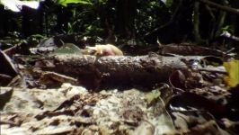 مورچه ها راننده Slug Alive Alive  دنیای طبیعی حمله مورچه