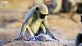 اشتباه جاسوسی میمون برای نوزاد مرده سوگوار