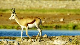فیلم مستند 5K حیات وحش آفریقا  پارک ملی Etosha ، نامیبیا ، آفریقا