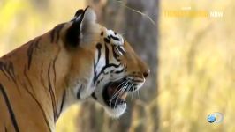 مستند tigress blood قسمت1