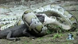 Python eats Alligator 02 Time Lapse Speed x6