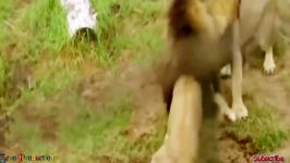 Lion steal egg of the Ostrich  Lion vs GorillaElephant  کلیپ حیوانات ...