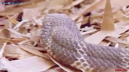 Top 5 battle of snake vs wild animal  snake vs mongooseeaglemonkeyrabit...