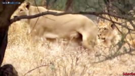 Hyena failed to steal prey from cheetah  python vs mongoose...