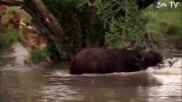 Cheetah and Lion King Were Too Unlucky To Hunt  Elephant Rescue Buf