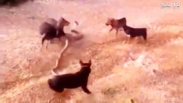 Strong Unity Of The Dogs  Bear rescue baby from dogs Wild Dogs