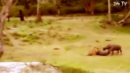 Mother Elephant Rescue baby from Tiger  Amazing Wild Animals Attacks Cro