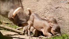 Antelope knock out Leopard Eagle vs Warthog  Lions Rescue