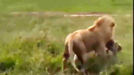 The herd rescues a Buffalo from Lion and Crocodile  Leopard vs ImpalaHyena