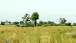  Buffalo vs Lion vs Elephant Leopard vs Impala Warthog...