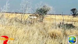 حمله کرگدن به یک اس یو وی گردشگری در حیات وحش افریقا چند دقیقه بعد کرگدن مُرد