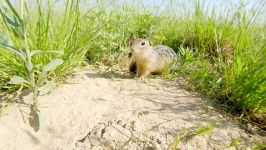 Speckled ground squirrel. Funny animals.