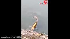 چهره وحشتناک ماهی انسان نما در چین  این ماهی کپور چهره انسان نمای خود