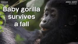 Baby Gorilla Survives a Fall  Animal Babies First Year On Earth  BBC Earth