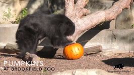 Animals Receive Smashing Pumpkin Treats