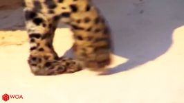 Amazing Jaguar Hunting Crocodile While Sleeping  Big Battle Animals Real