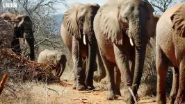 دنیای حیوانات  حمله فیل کنجکاو به ماشین توریست  Curious Elephant Invades Car