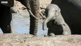 دنیای حیوانات  اولین حمام کردن بچه فیل  Baby Elephant takes her First Bath