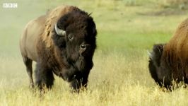 دنیای حیوانات  مبارزه گاومیش های وحشی برای رهبری گله  Male Bison Fight