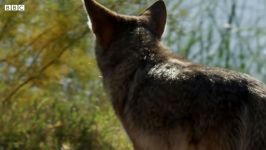 دنیای حیوانات  شکار پرندگان توسط کایوت آمریکایی  Coyote Hunts Birds