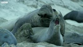 دنیای حیوانات  مبارزه فیل دریایی نر رقیب  Elephant Seal Fights Rival Male