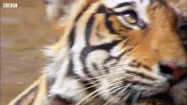 دنیای حیوانات  غمگینی افسردگی ببر برای مرگ جفت خود  Tiger Grieves Dead Mate