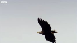 دنیای حیوانات  عقاب جوان یاد گرفتن پرواز  Young Eagle Learns how to Fly