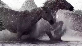 دنیای حیوانات  هجوم گله اسب های وحشی به محل فلامینگوها  Wild Horses Run