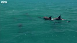 دنیای حیوانات  تلاش دلفین ماده برای دزدیدن بچه یک دلفین  Dolphin Kidnap Calf