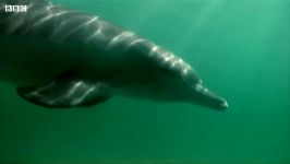دنیای حیوانات  بچه دلفین اولین شکار ماهی  Dolphin Calf Catche Fish First