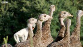 دنیای حیوانات  آموزش حرف زدن به بوقلمون ها  Learning the Language of Turkeys